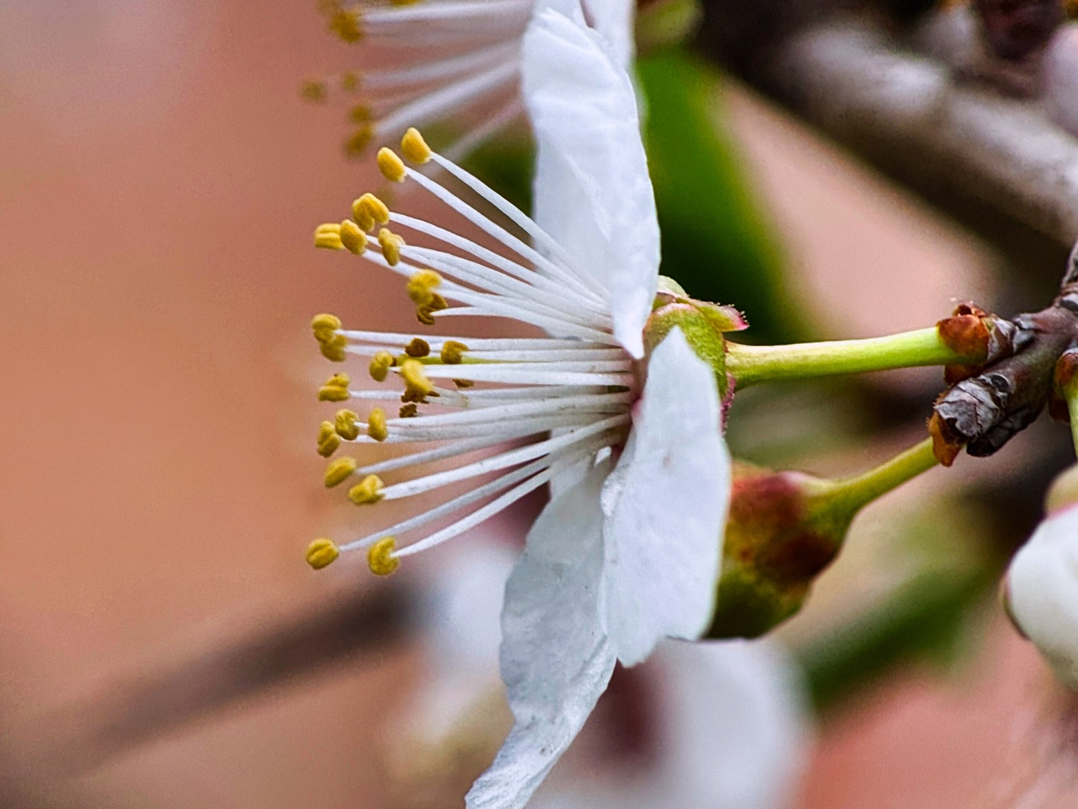 Wildflowers, Berries, and Ferns of Terrassa in Late Winter
